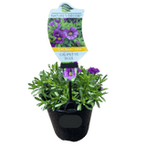 Calibrachoa 'Blue' 14cm