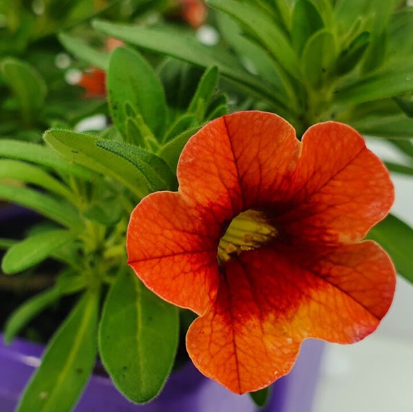 Calibrachoa Mango