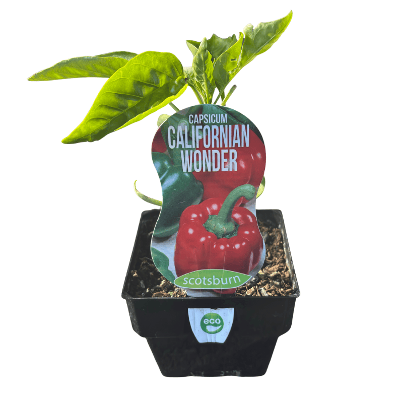 Capsicum California Wonder 10cm