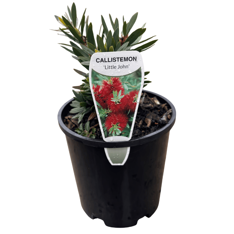 Callistemon Little John 14cm
