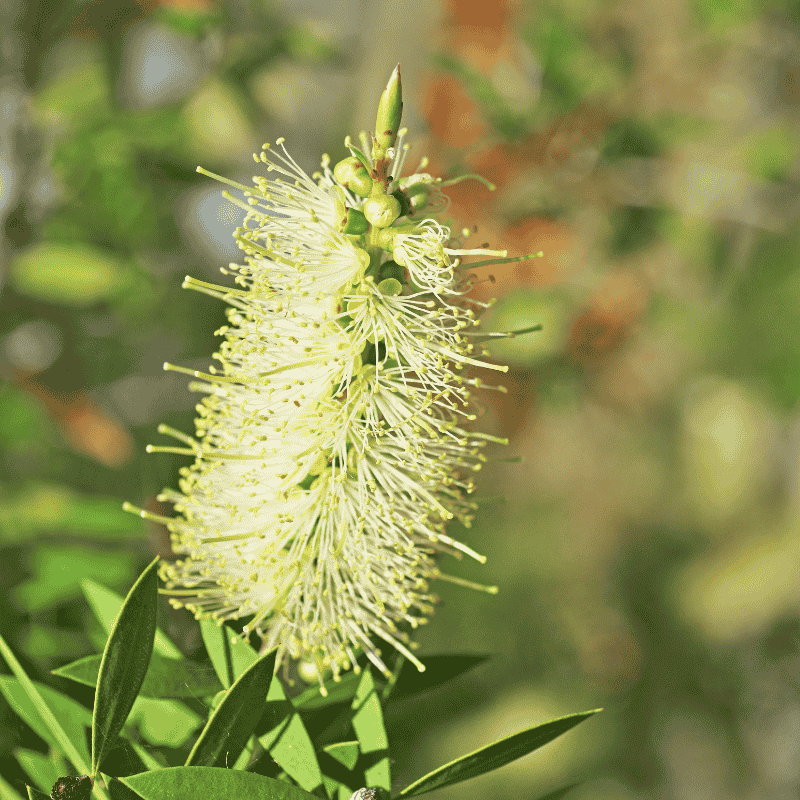 Callistemon 'Icy Burst' 20cm