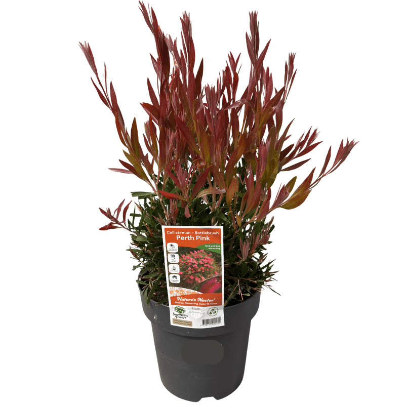 Callistemon 'Perth Pink' 20cm