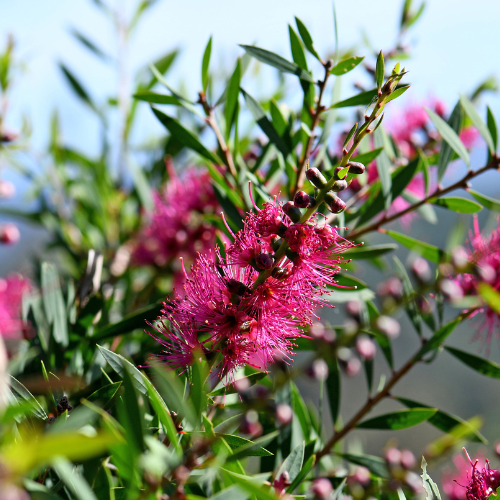 Callistemon 'Hot Pink' 14cm