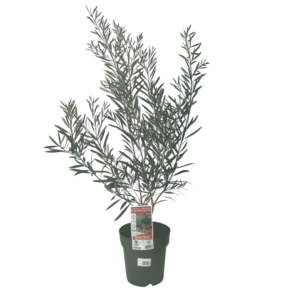 Callistemon 'Kings Park Special' 20cm