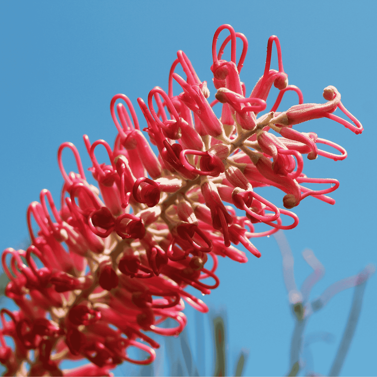 Grevillea 'Lollypops' 14cm
