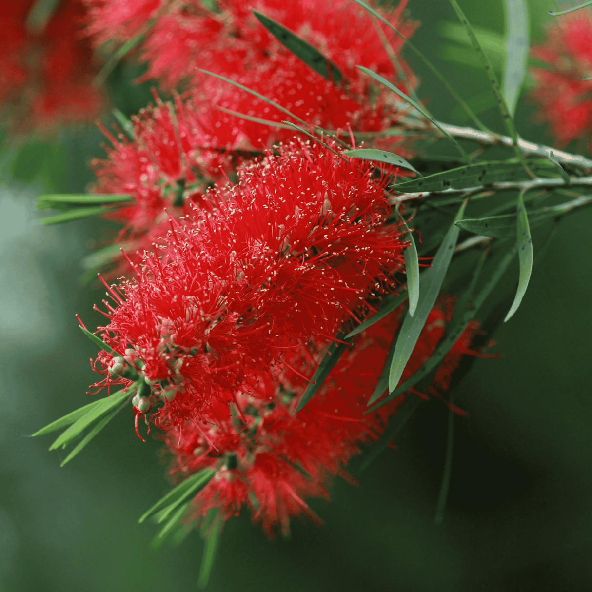 Callistemon 'Kings Park Special' 20cm