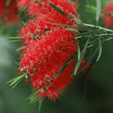 Callistemon 'Kings Park Special' 20cm