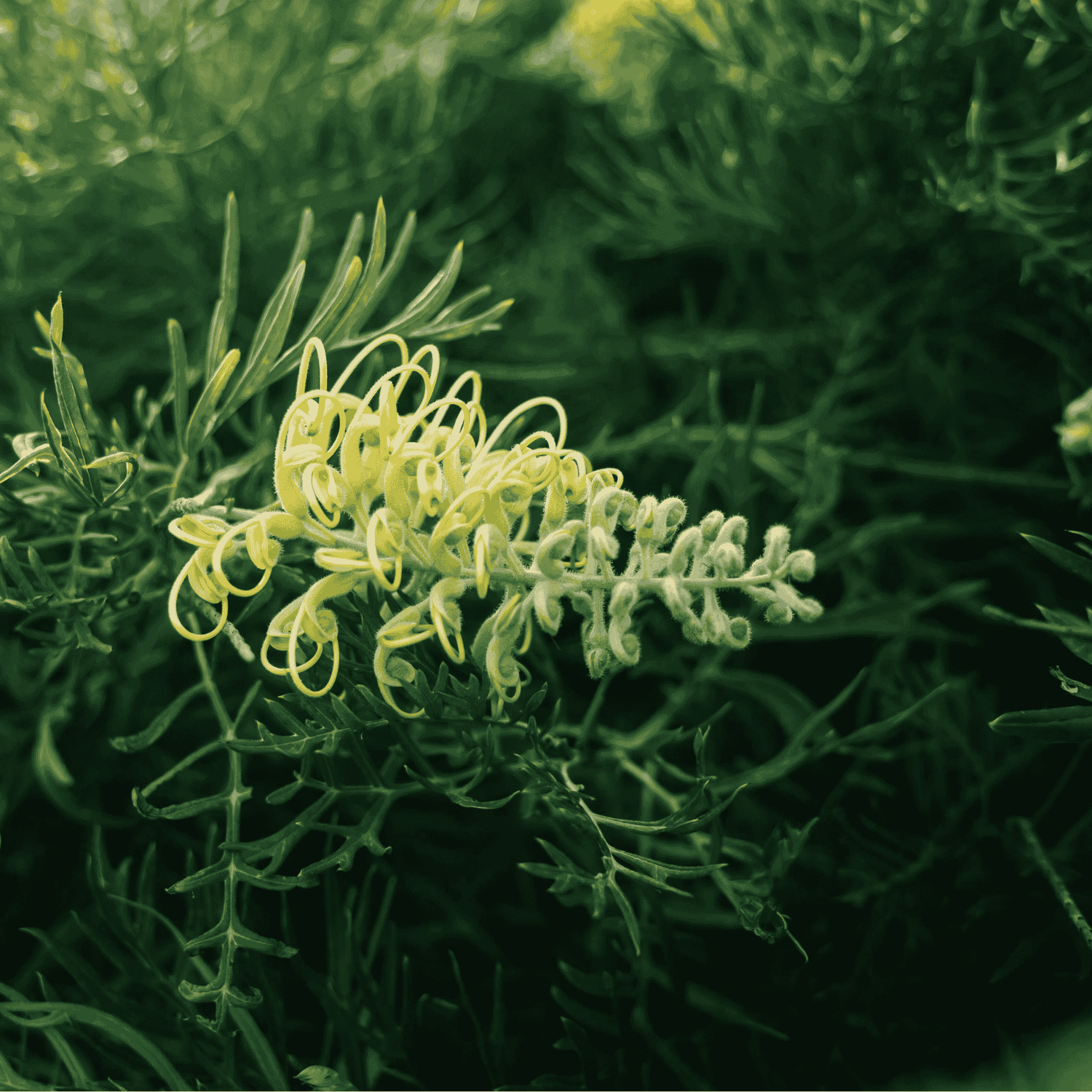Grevillea Moonlight_ 20cm