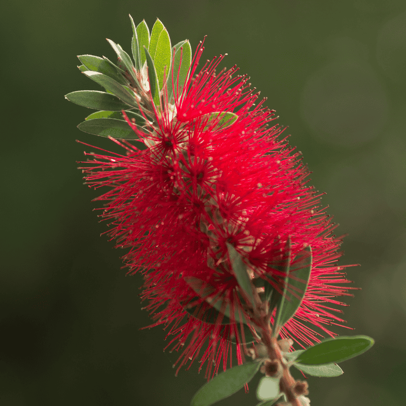 Callistemon 'Slim' 20cm