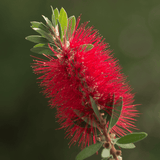 Callistemon 'Slim' 20cm