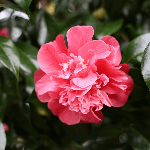 Camellia japonica Debbie 20cm