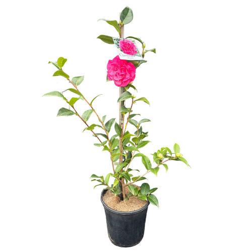 Camellia Debbie 20cm
