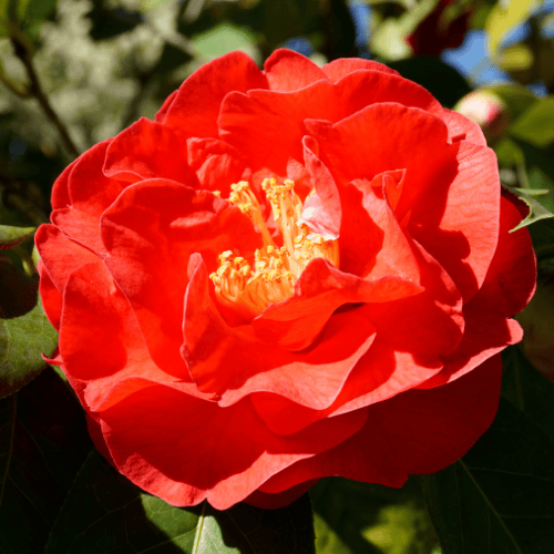 Camellia Dr Clifford Parks 20cm