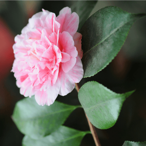 Camellia japonica Helenor 20cm