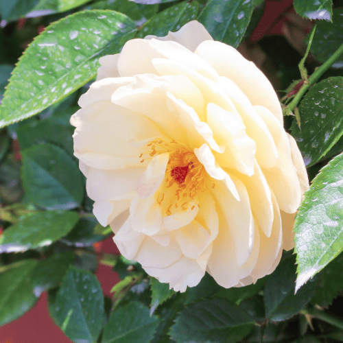 Camellia japonica Lemon Drop 20cm