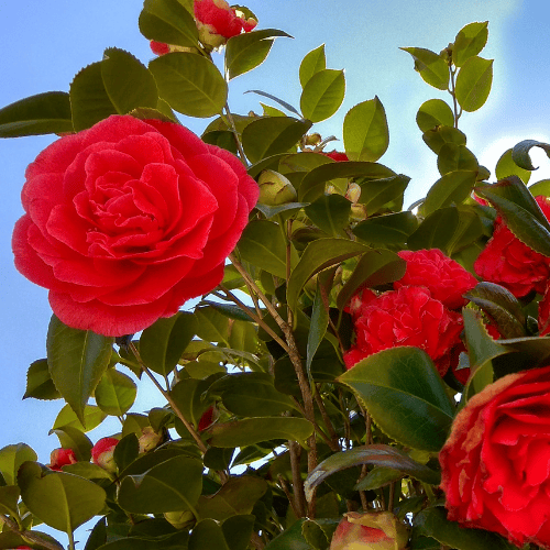 Camellia japonica Kramers Supreme 20cm