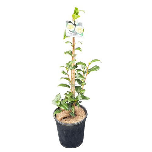 Camellia japonica Brushfield's Yellow 20cm