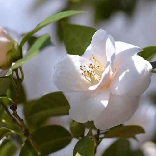 Camellia transnokoensis 25cm