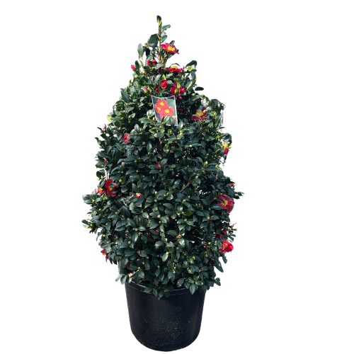 Camellia Yuletide Cone 50cm