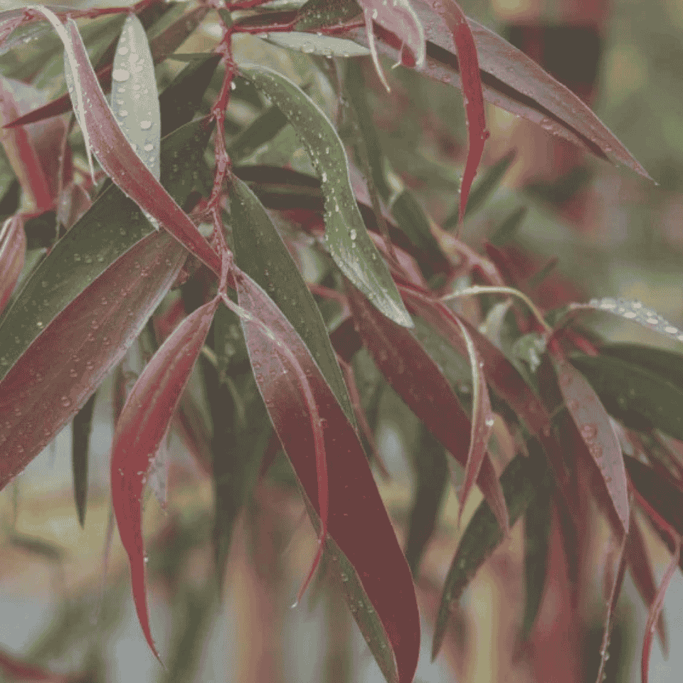 Agonis flexuosa Burgundy 14cm