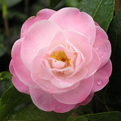 Camellia 18cm