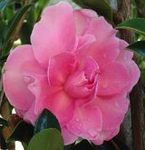 Camellia 18cm