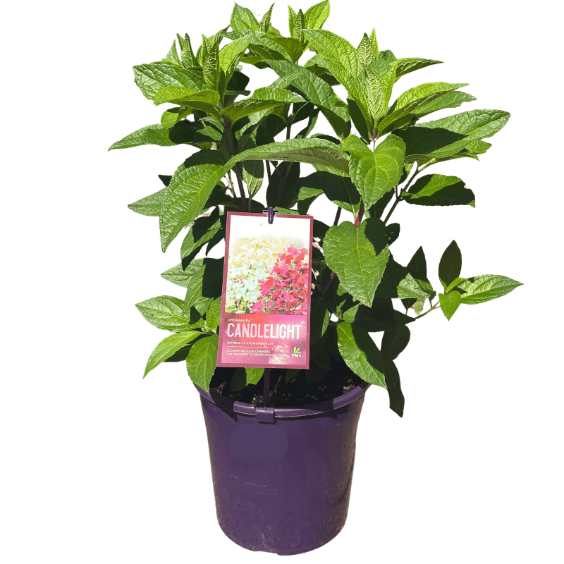 Hydrangea Candlelight 20cm