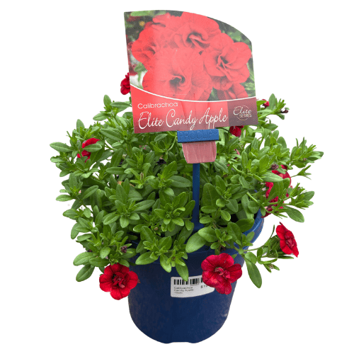 Calibrachoa Candy Apple 15cm