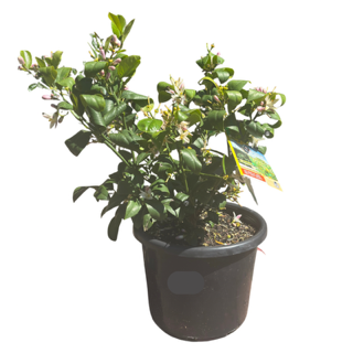 Lemon 'Lemonicious' 27cm