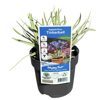 Agapanthus 'Tinkerbell' 14cm