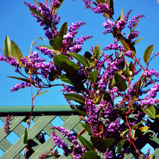 Hardenbergia violacea Mini Ha Ha 14cm