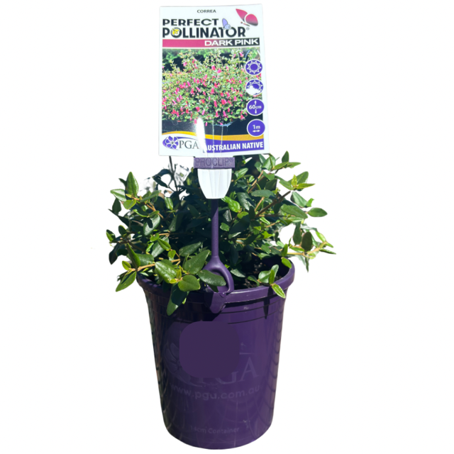 Correa 'Perfect Pollinator Dark Pink' 14cm