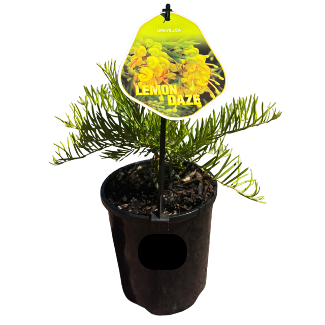 Grevillea Lemon Daze 14cm
