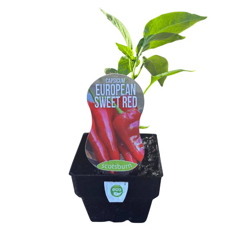 Capsicum European Sweet Red 10cm