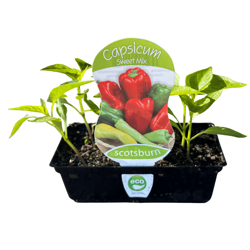 Capsicum Sweet Mix Seedlings