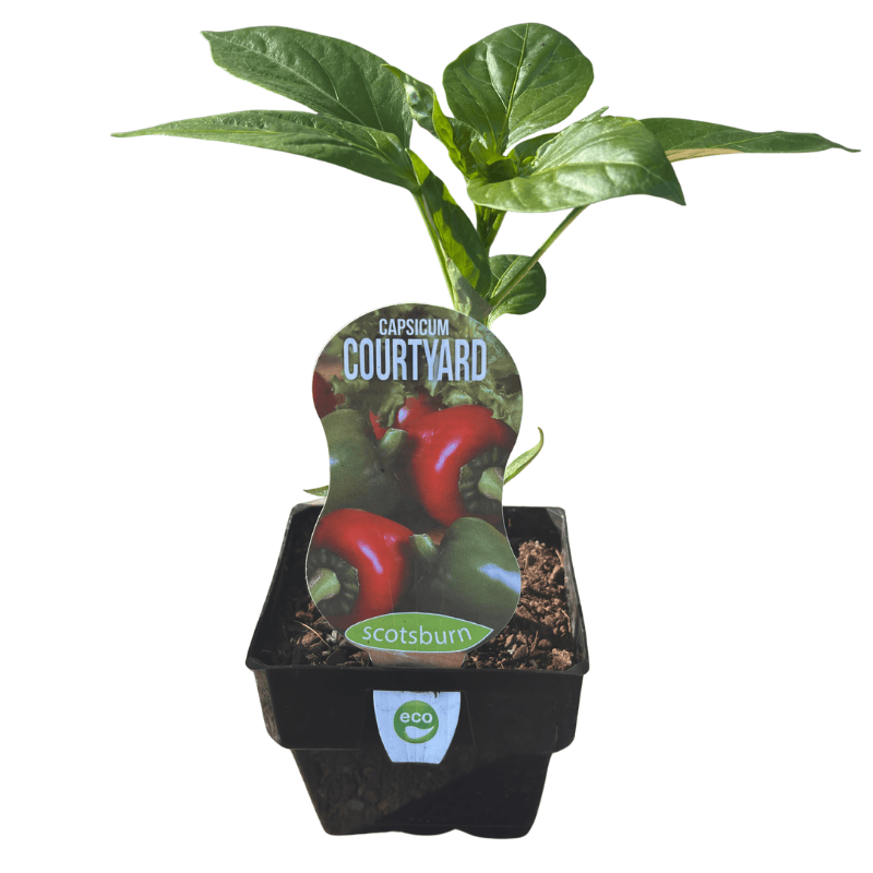 Capsicum Courtyard 10cm