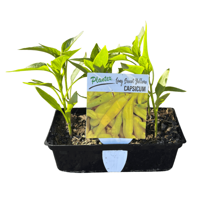 Capsicum 'Long Sweet Yellow'  Metric Punnet