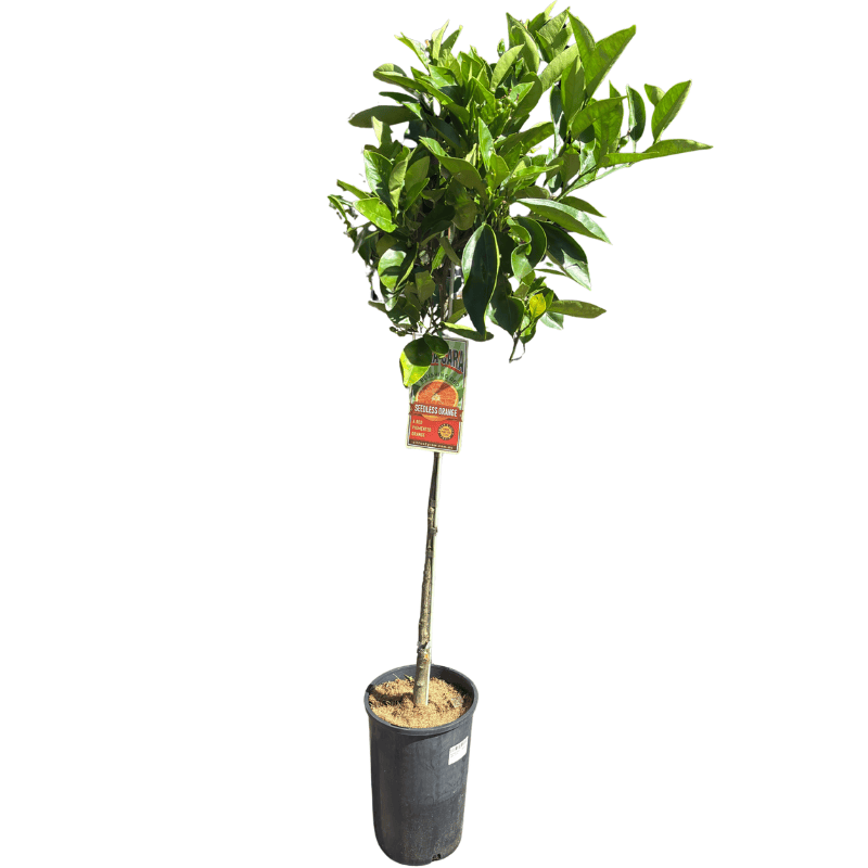 Orange Cara Cara 17cm