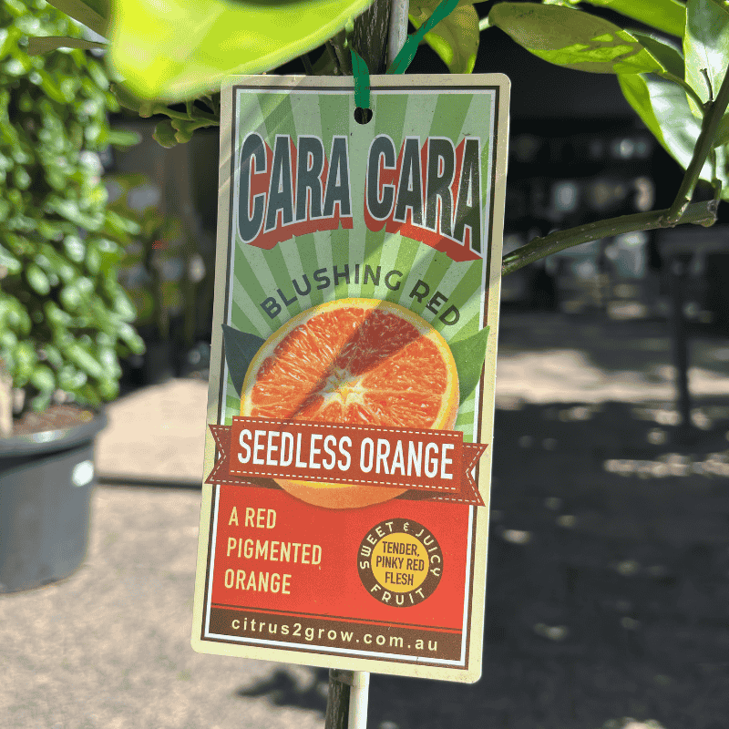 Orange Cara Cara 17cm