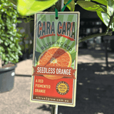 Orange Cara Cara 17cm