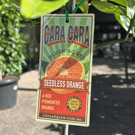 Orange Cara Cara 17cm