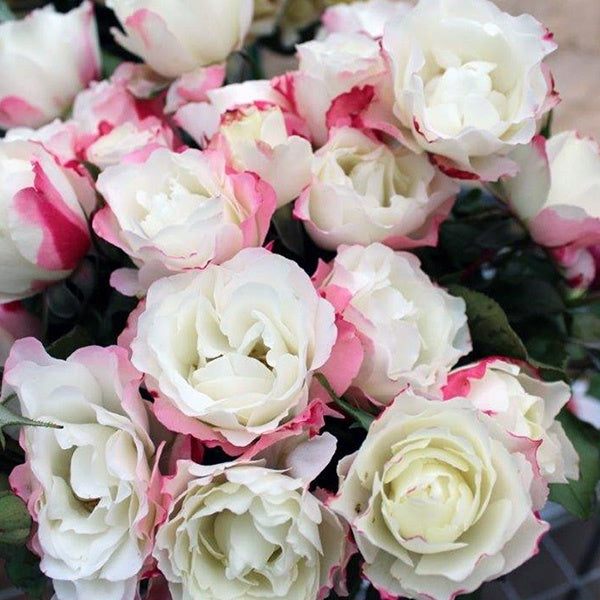 Rose Carmagnole Bush 20cm