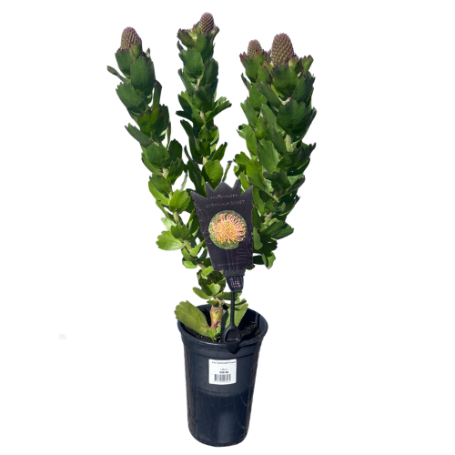 Leucospermum Carnival Coast 14cm