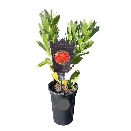 Leucospermum Carnival Crimson 14cm