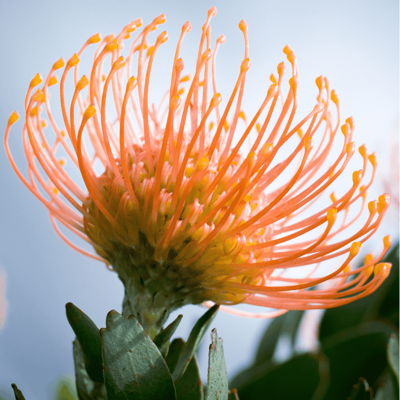 Leucospermum 'Carnival Orange' 14cm