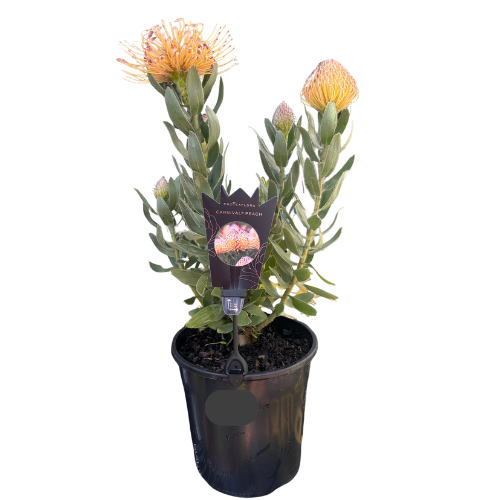 Leucospermum Carnival Peach 20cm
