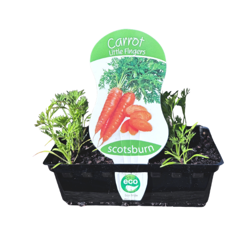 Carrot Little Fingers Punnet