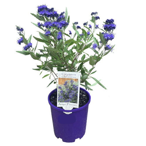 Caryopteris x clandonensis 14cm