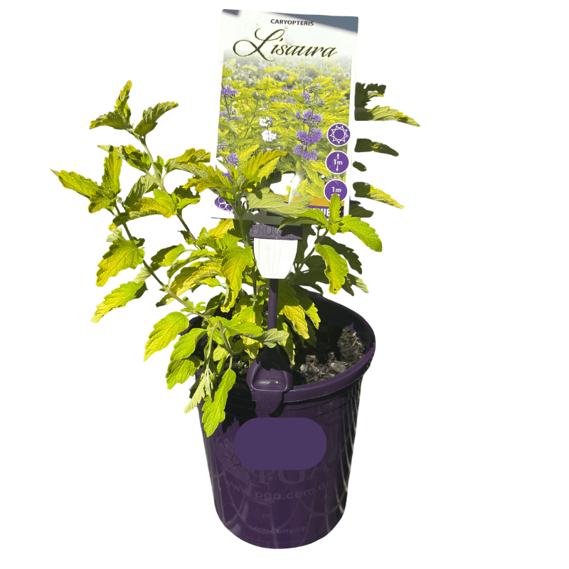 Caryopteris Lisaura 14cm