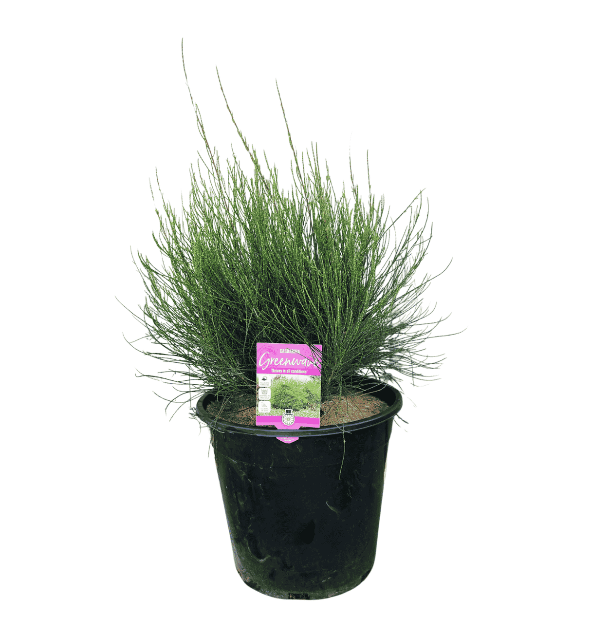 Casuarina Glauca Greenwave 25cm